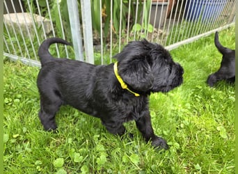 Riesenschnauzer schwarz Mrs. Gelb & Mr. Weiß