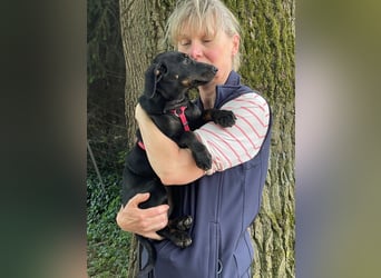 Ella (Elvira) VA - Aufgeweckte Welpin sucht Abenteuer und Geborgenheit
