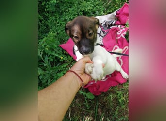 Hundekind „GERTI“, ausreisebereit Ende Juni 2025, sucht Familie