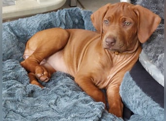 Rhodesian Ridgeback Welpe, Hündin- Livernose