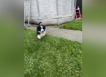 Supersüsse Australian Shepherd Welpen in der Farbe