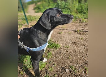 Rocchino: Anfängerhund in schöner Größe