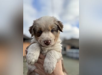 Australian Shepherd Something Special