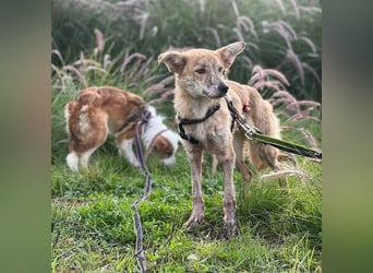 Kovu (Spanien) – ein kleiner, schüchterner Herzensbrecher