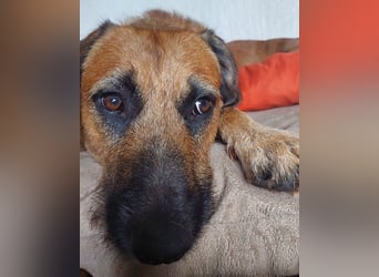 TARO❤️ wartet in 24885 Sieverstedt