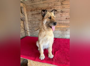 Nicsa, Schnauzer-Mix, Hündin, geb. am 01.04.2023, 50 cm