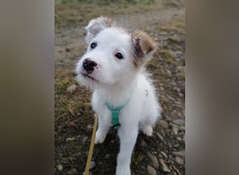 Fröhlicher Welpe Buddy