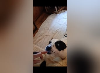 Josie sucht Herzensmensch fürs Leben