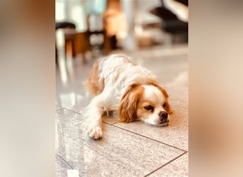 Leon verliert sein Zuhause