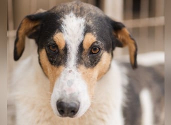 Dino ❤️ aufgeweckter, lieber Traumhund