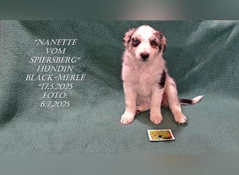 Border Collie-Welpen , black-,choco-,red-white und red-,black-merle