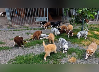 Border Collie-Welpen , black-,choco-,red-white und red-,black-merle