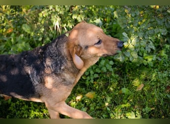 COOKIE - der aktive und aufgeweckte Junghund lernt schnell und geht schon toll an der Leine