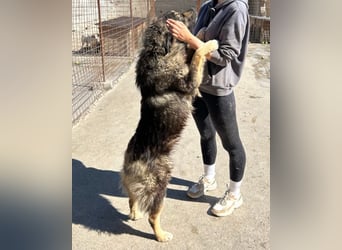 Aramis ❤️ liebevoll aufgeweckter Jungrüde