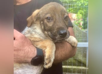 Muffin - lebhafter, aktiver, neugieriger und verspielter junger Rüde / z.Zt. noch in Rumänien