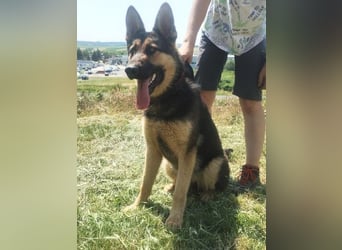 Merida, Schäferhund Mischling