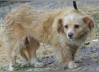 Goldie, Mischling