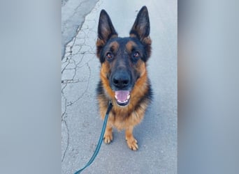 Zweite Chance für Schäfi Mike gesucht! (45257 Essen)