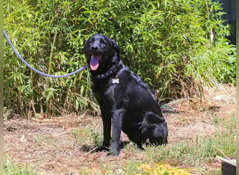 Champ, Labrador-Mix, lieb und sozial
