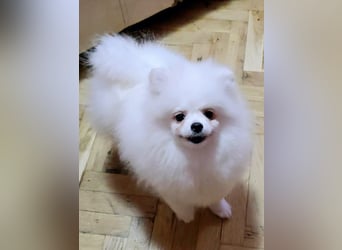 Pomeranian