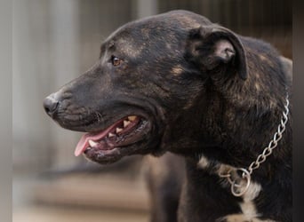 Freundlicher Staff-Mix ♥Dante♥ Vermittlung CH+AT+B+NL