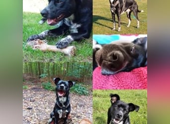 MIKO-#NOTFALL#-hübscher Hundemann liebt ausgedehnte Spaziergänge im Grünen