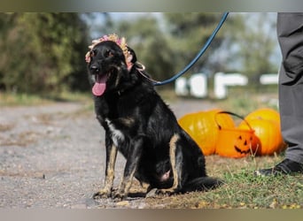 Maria Schäferhundmix-Hündin ca. 4,5 Jahre alt in Ungarn