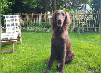 C - Wurf Flat Coated Retriever 2025