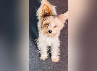 Fussel, Biewer-Terrier, Rüde, 4 Monate, 20 cm