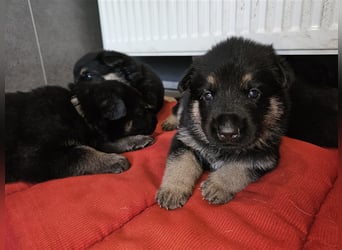 Osteuropäische Schäferhund Welpen