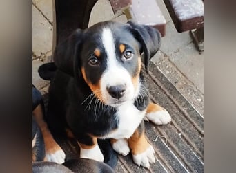 Appenzeller Sennenhund Welpe Rüde reinrassig sucht ein liebevolles Zuhause