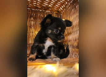 Chihuahuawelpen