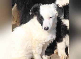 Pfiffige PUPIN - neugierig, gechillt und verschmust
