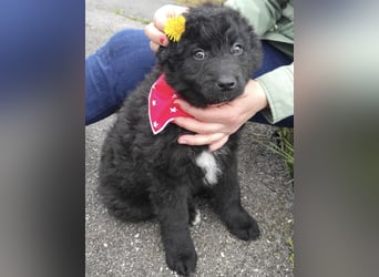Teddy ein süßer Spatz