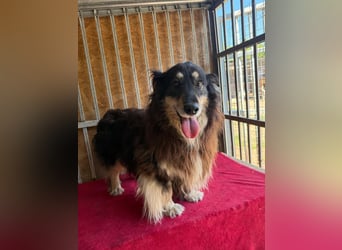 Gino, Collie-Mix, Rüde, geb. am 01.01.2018, 40 cm, -Notfall-