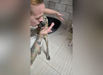 Carla, eine gestromte Schönheit