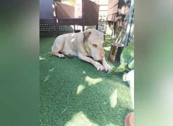 Chester muss unverschuldet sein Zuhause verlassen