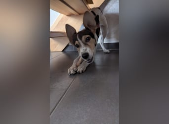 Süße Zaubermaus Sunny sucht ihr Zuhause