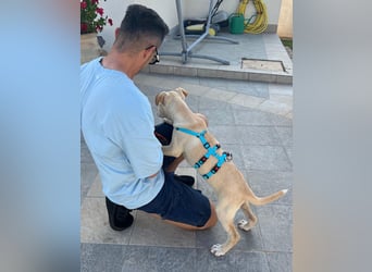 Francesco – sanfter Herzenshund auf der Suche nach seinem Platz im Leben