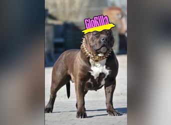 American Bully vom Profi