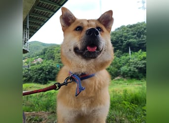 Tania,sanfte etwas schüchterne Shiba- MixDame,16 kg ,37 cm groß, ca. 5Jahre