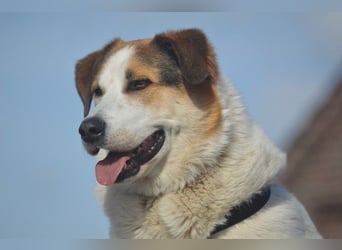 Sharky - Großer gemütlicher Bär sucht Familie zum Liebhaben (47839 Krefeld)