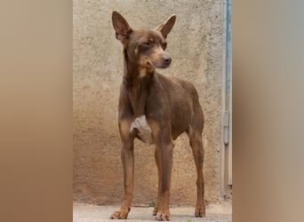 Manolito ist Liebenswürdigkeit in Hundegestalt