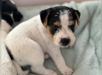 Jack Russel Terrier Welpen