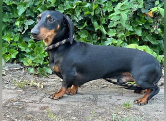 Gerry, geboren 02.09.2023, 24cm sucht sein Körbchen