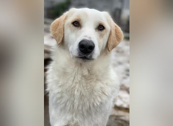 Nami, geb. ca. 12/2019, lebt in GRIECHENLAND, im städt. Tierheim Serres