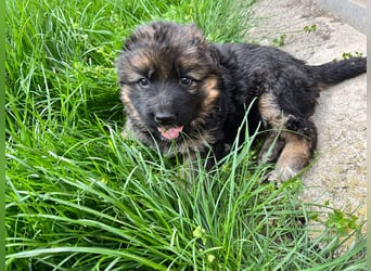 Deutsche Schäferhunde Langstockhaar