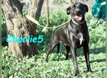 Charlie5 10/2021 (ESP) - verspielter und neugieriger Podenco-Mix hat Lebensfreude im Gepäck!