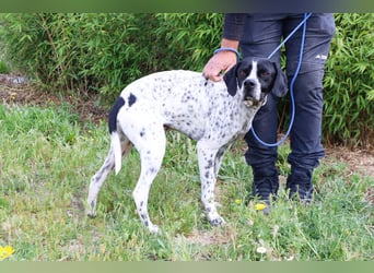 Pintas, Englischer Pointer, lieb und verträglich