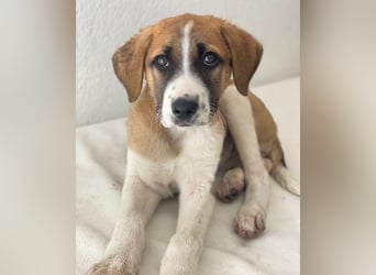 Juno, geb. 03/2025, lebt in GRIECHENLAND, im städt. Tierheim Serres
